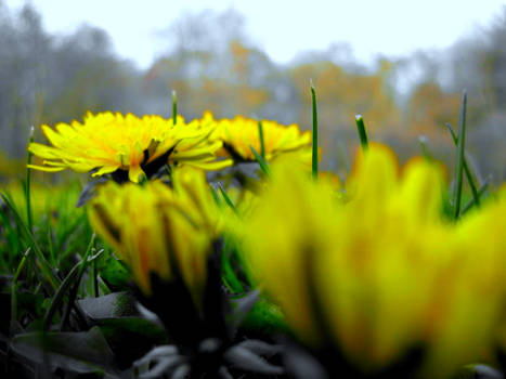 Dandelions.