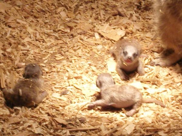 Meerkats, 1 Day old