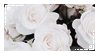 white_roses_by_black__crown_dbcbru6-full