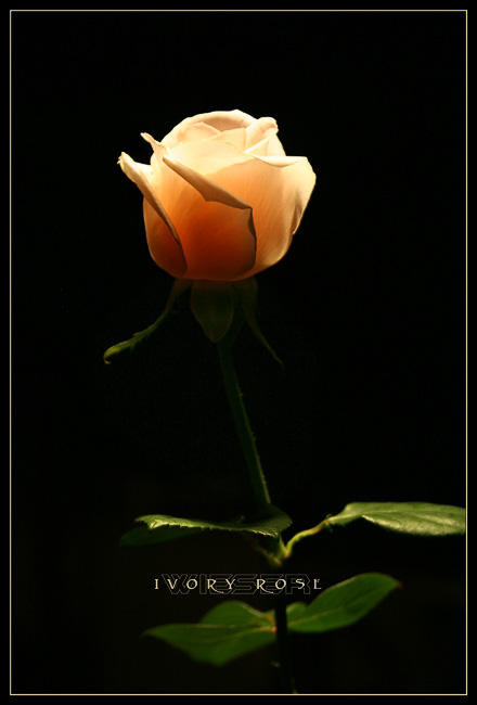 Ivory Rose by sketcHBite on DeviantArt