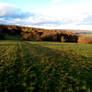 Field in the winter sun