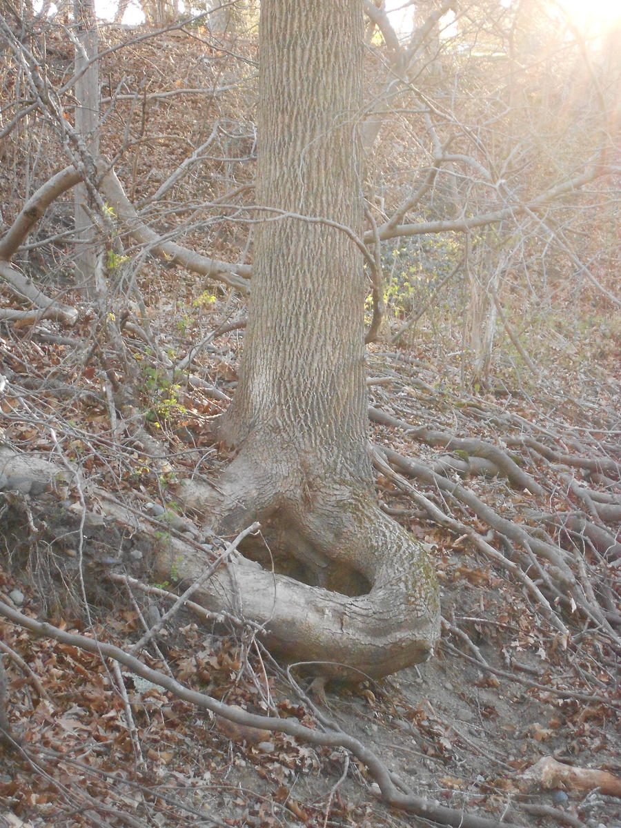 In Nature's Bowl