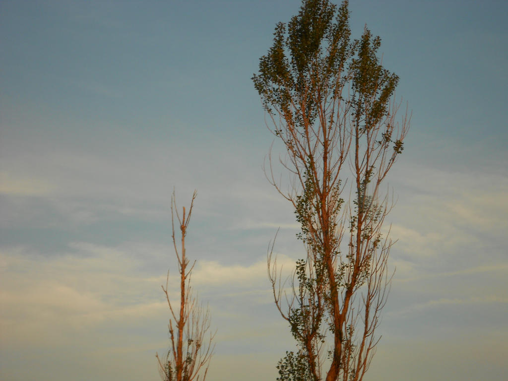 Spindly Tree