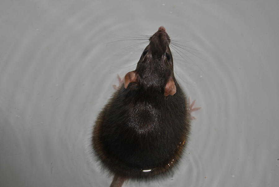 Fat rat? by TheLampFromHell on DeviantArt