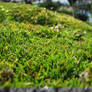 little grass
