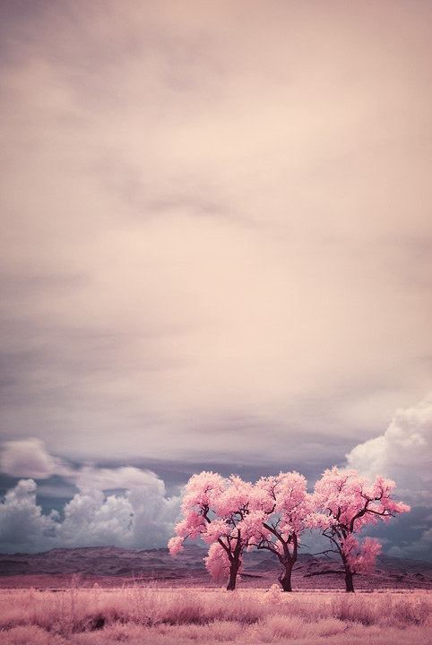 Three Trees In Infrared