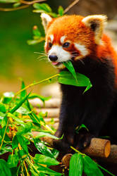 Red Panda