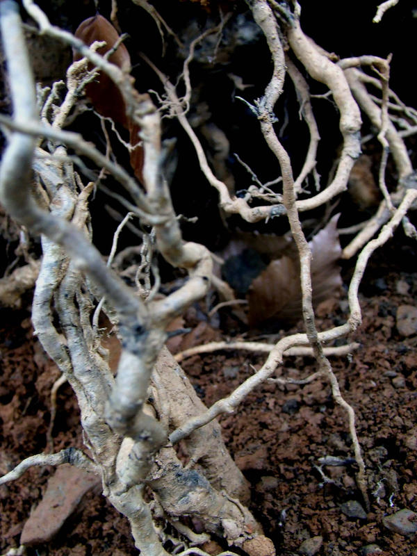 roots II by givepeaceeachance on DeviantArt