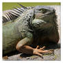 Portrait of an Iguana