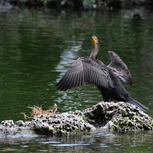 Cormorant