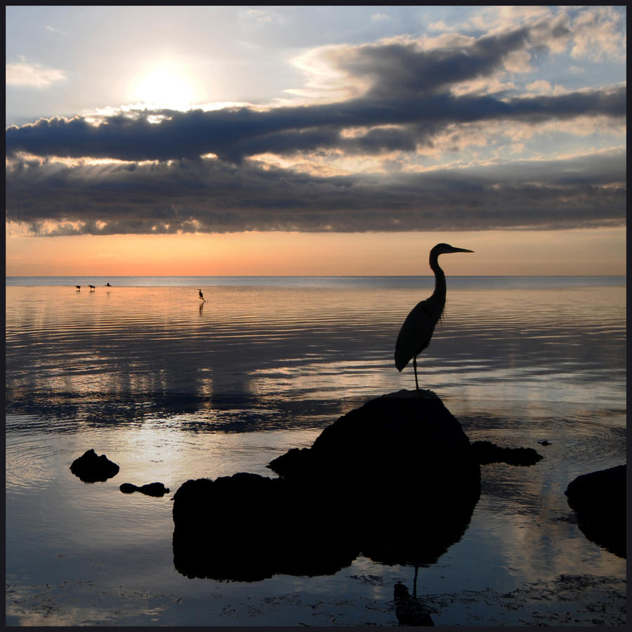 Great Blue Heron