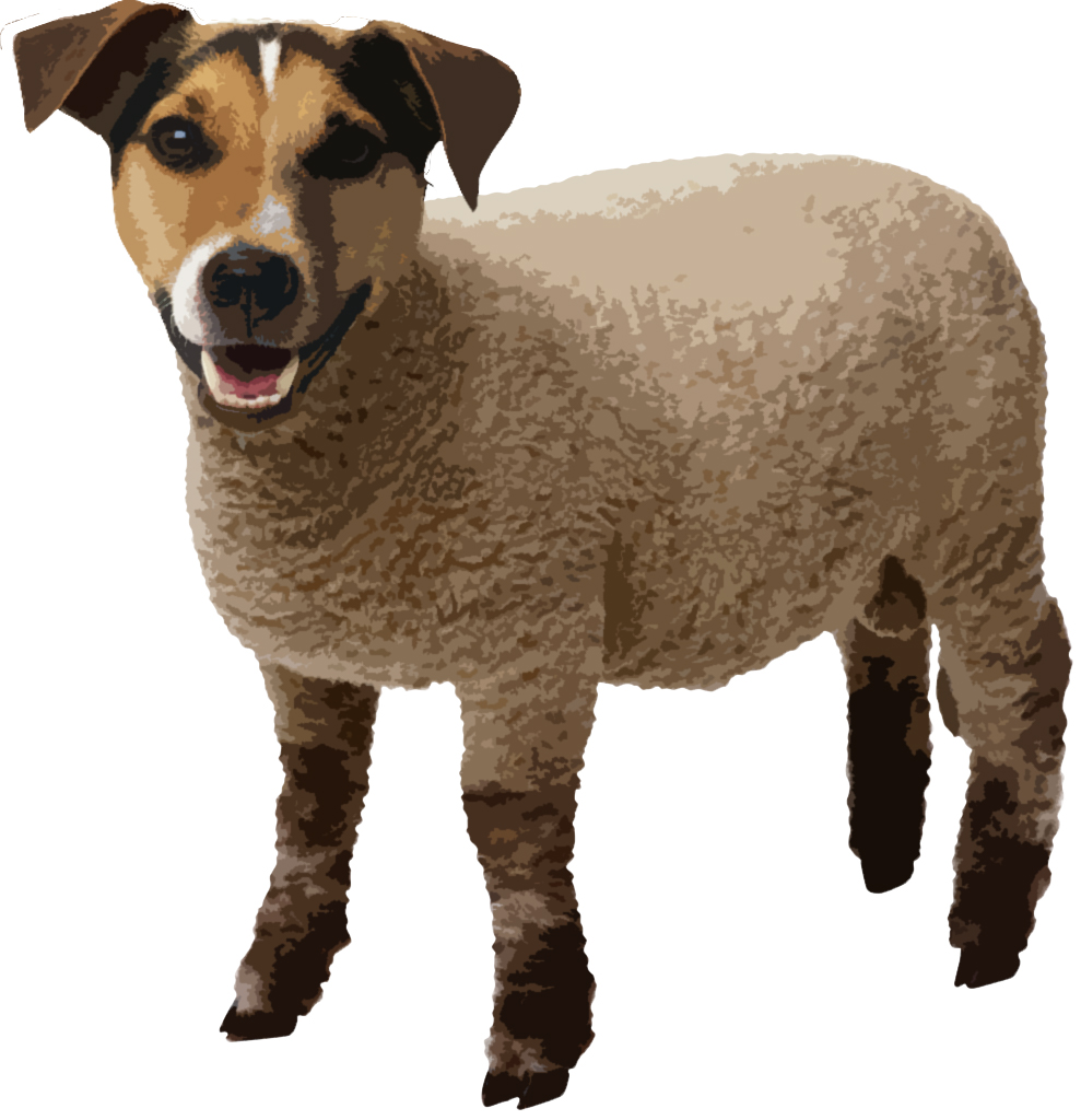 Sheep-Dog