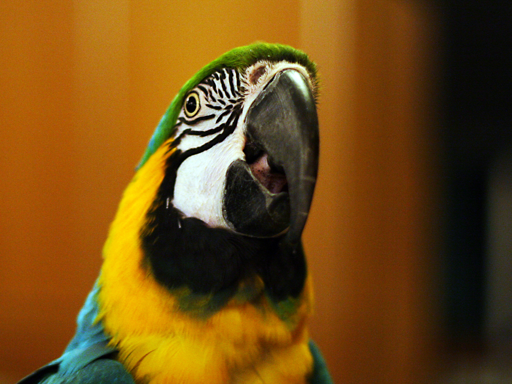 Multicolored Birdy Face