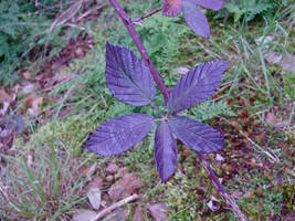 Blackberry Leaves