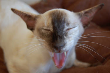 :p my cat