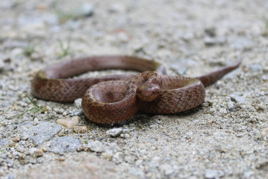 Snake Attacking Posturing Smooth snake in aggressive posture by Tarquinius-Superbus on DeviantArt