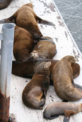 Sea Lions at the Wharf: Santa Cruz Beach Boardwalk