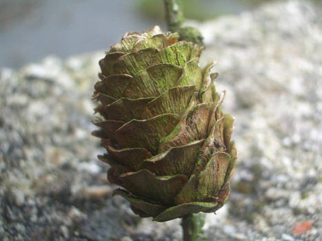 mini pine cone 2