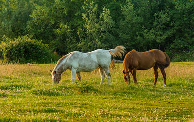 Two Horses in the Lea