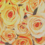 yellow roses