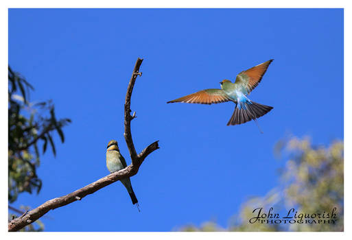 Rainbow Bee-eater in flight 02