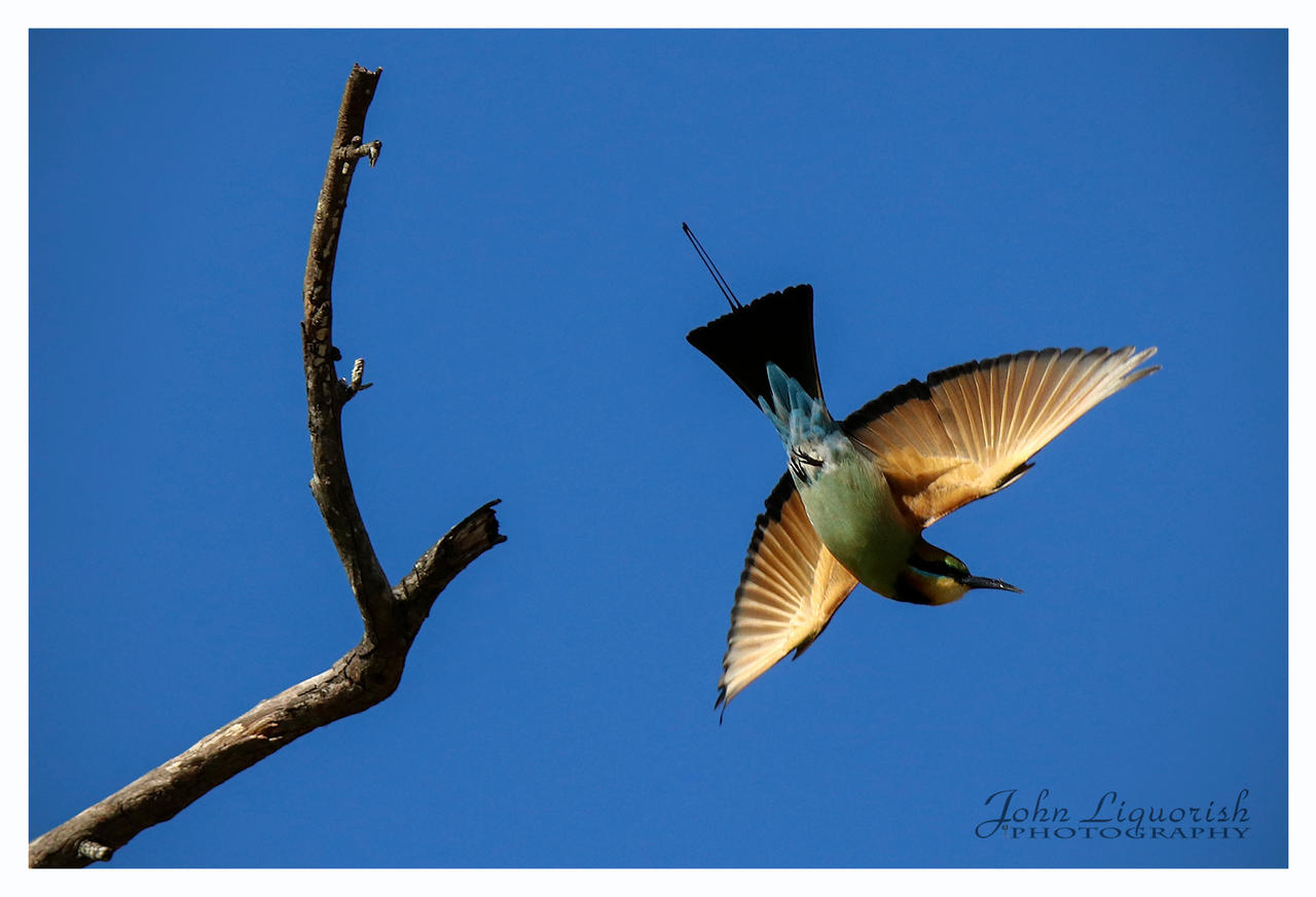 Rainbow Bee Eater In Flight 01 By Zippy6234 On Deviantart