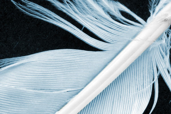Up-Close: Feather