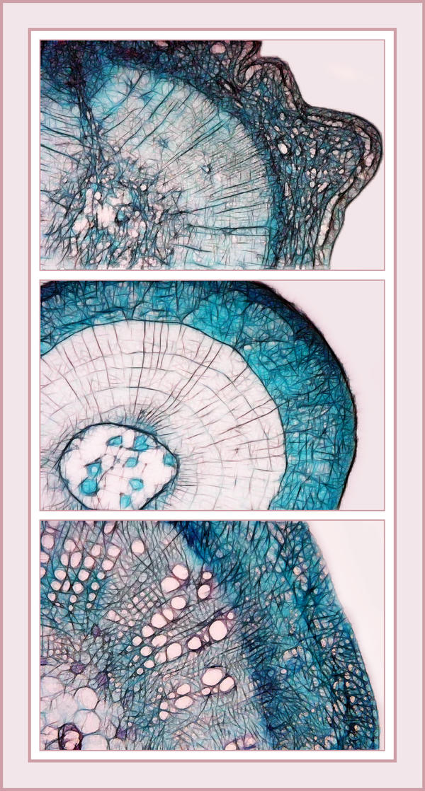 Stem Sample Microscope Stems in Microscopic Detail by Sarahorsomeone on DeviantArt