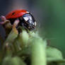 Ladybird Lunchtime