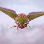 Elephant Hawk Moth Portrait by Sarahorsomeone