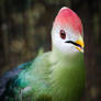 Red-crested Turaco
