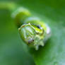 Caterpillar Face