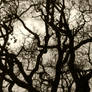 Abstract branches