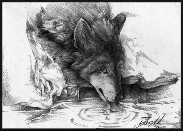Drinking Wolf by SpiritOfTheFire