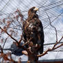 Steller's Sea Eagle