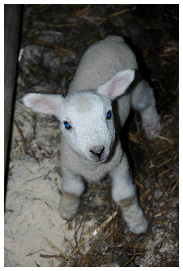 Lamb