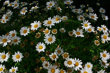 Daisy 02