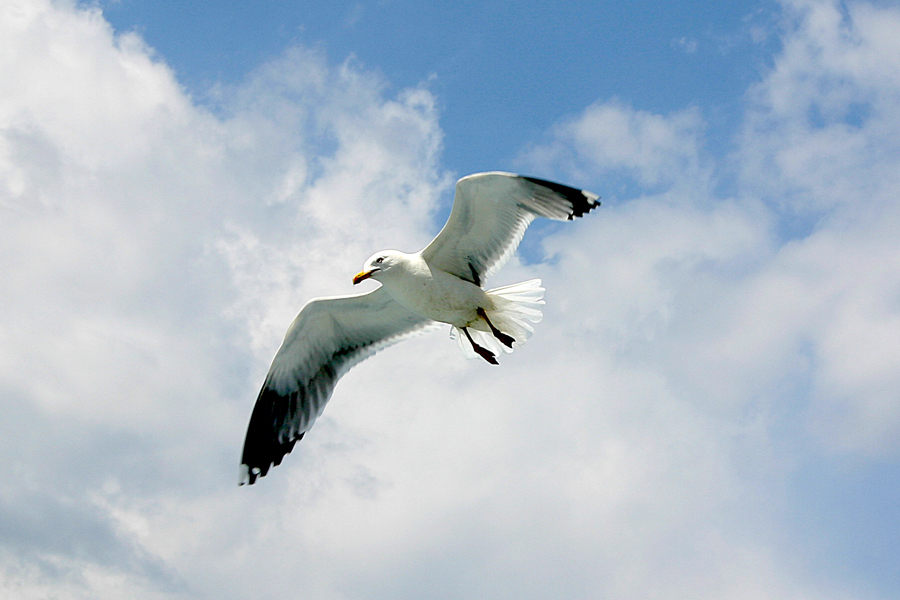 Seagull 02