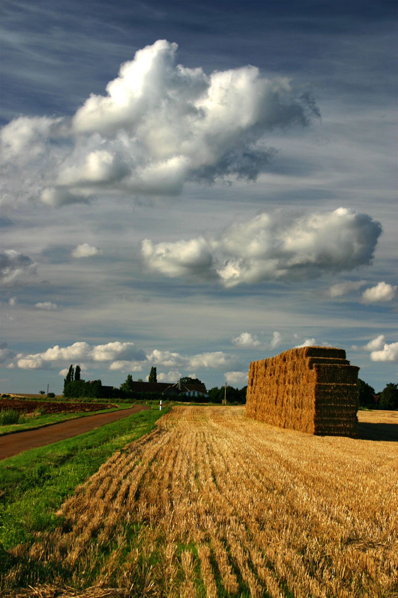 Harvest 01