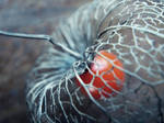cape gooseberry 3 by erzsebet-beast