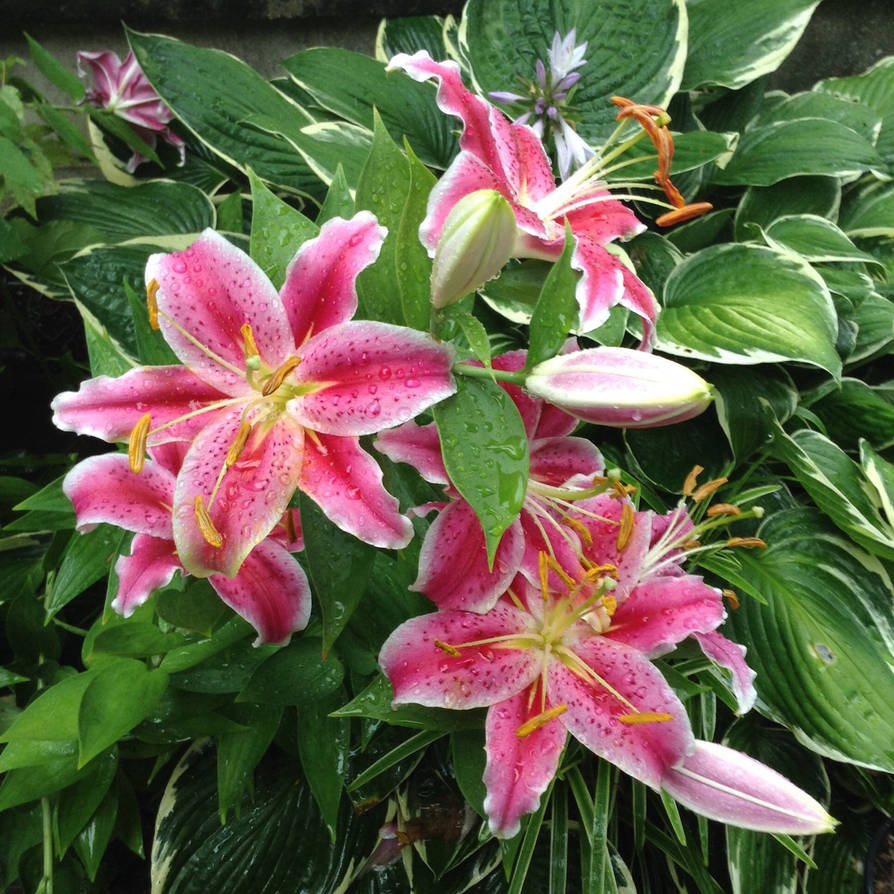 Pink Lilies 