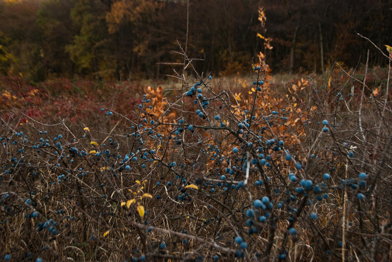 Berries in the Evening