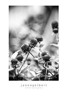 Puncak Series - flower 5