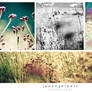 Bromo Hunt - Flowers Collage