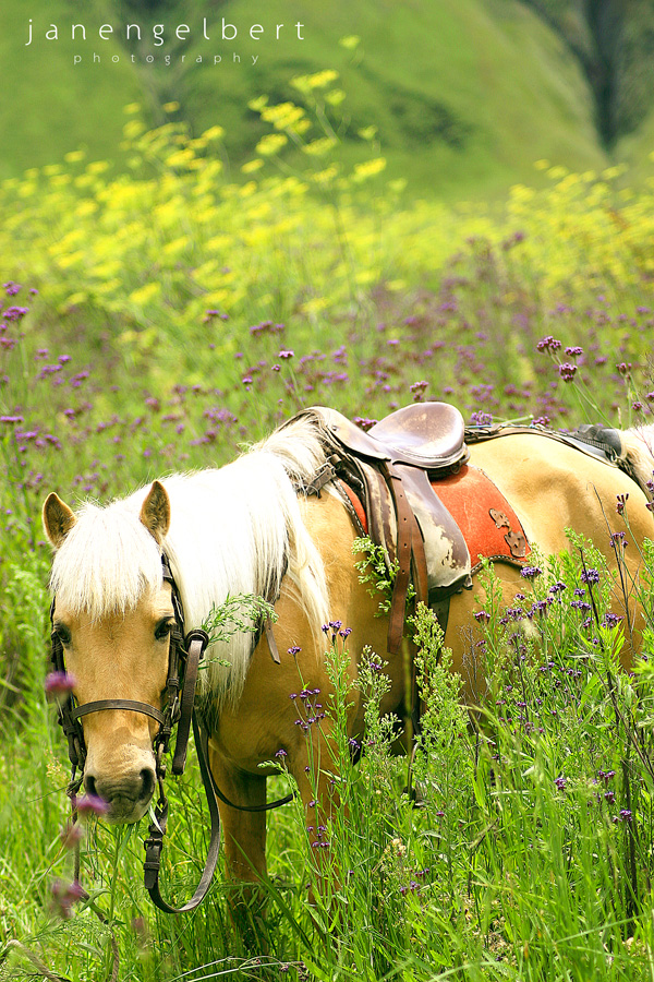 Bromo Hunt - Horse 2