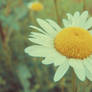 *Daisy.*