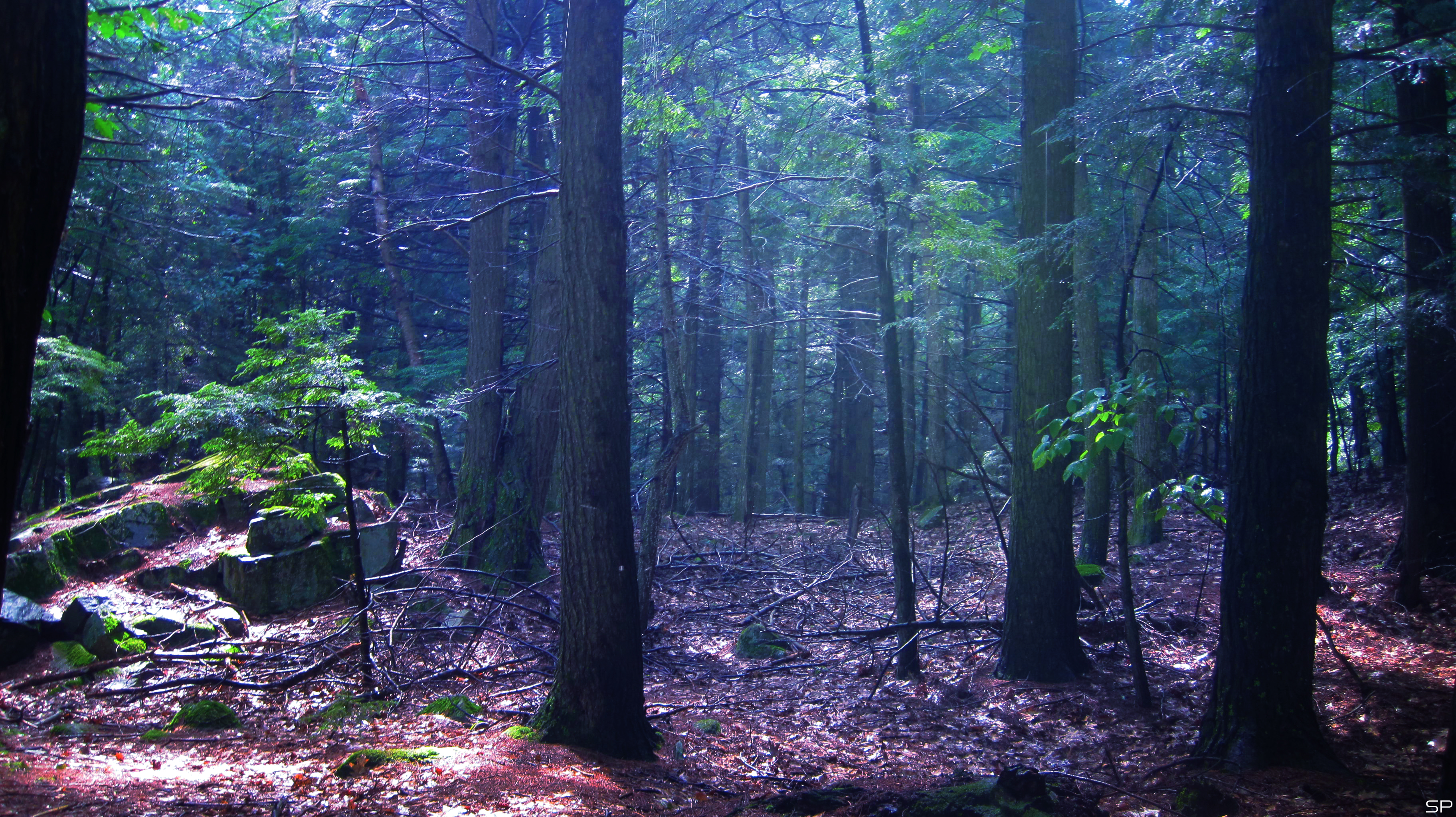 forest at twilight