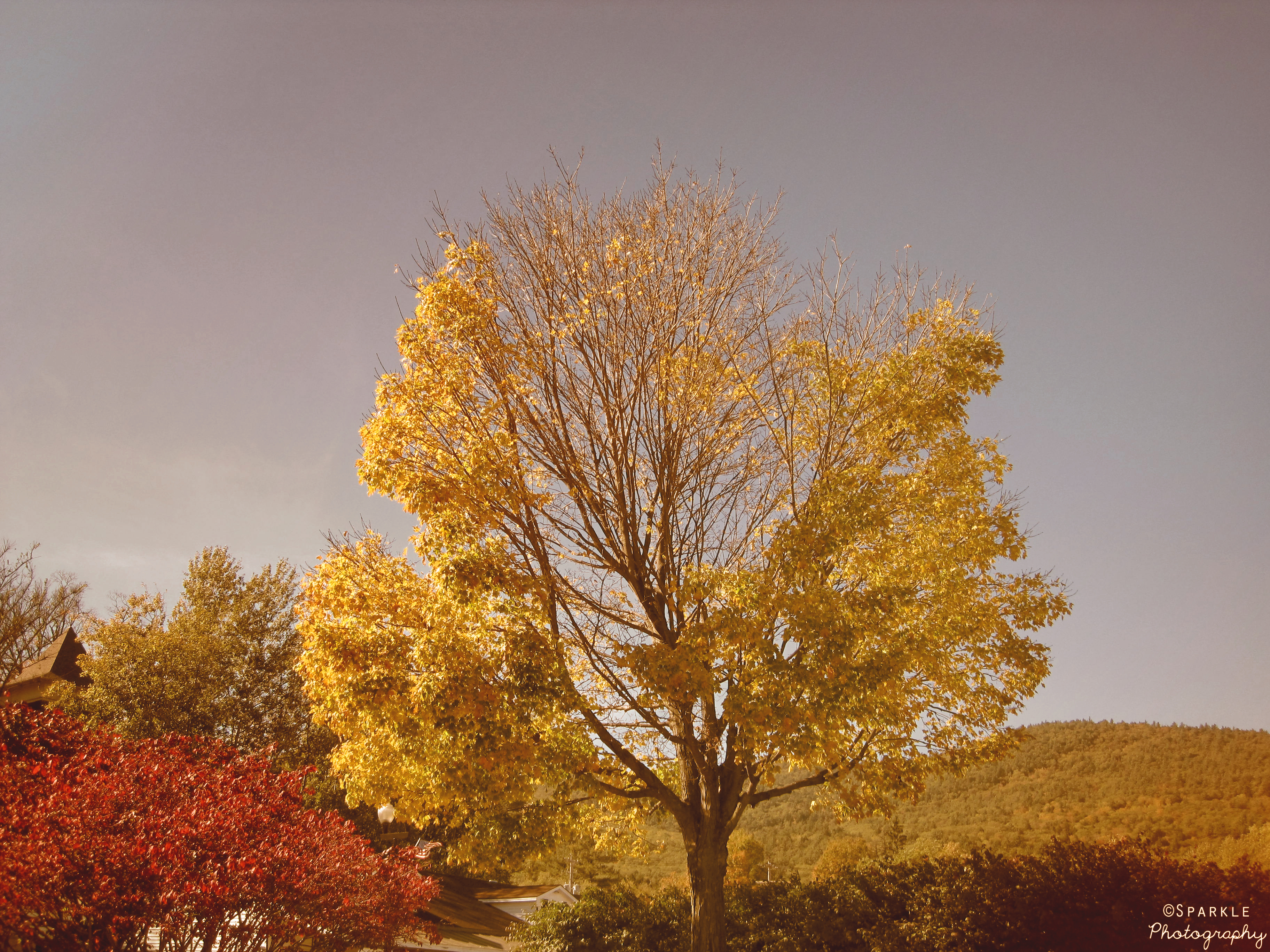 Fall Tree.