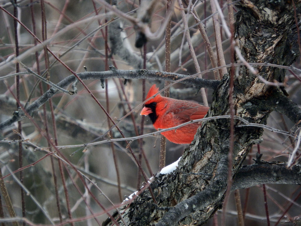 Red Bird.