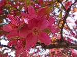 Spring VI. by Sparkle-Photography
